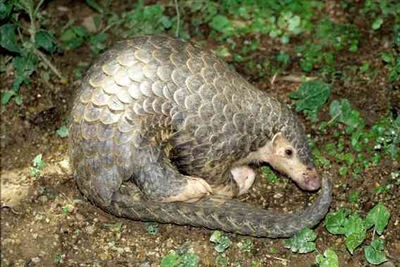 Santuário na Libéria resgata pangolins, mamíferos mais traficados do mundo